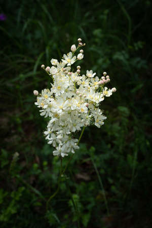One single flower head of fern-leaf dropwort - Filipendula vulgaris, white flowers with blurred dark green background, Franceの写真素材