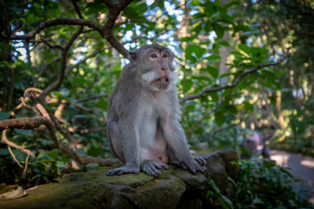 Older monkey sitting calmly on a stone wall in a park and looking away from the camera, Monkey...