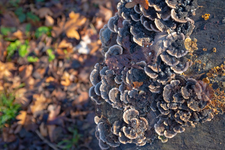 Mushrooms growing on a stump in winter with blurred brown leaves on the ground in the backgroundの写真素材