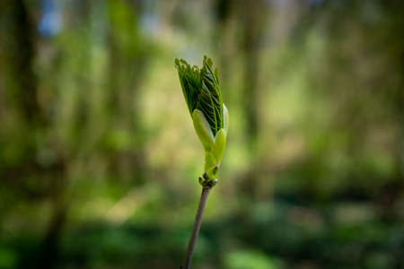 Close-up on a maple leaf bud about to open with a blurred background, taken on a sunny spring dayの写真素材