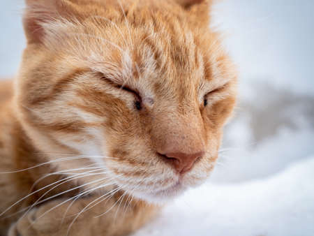 A redish street cat looking away. Taken on a very sunny summer day in the Aegean island of Santorini, Greece.の写真素材