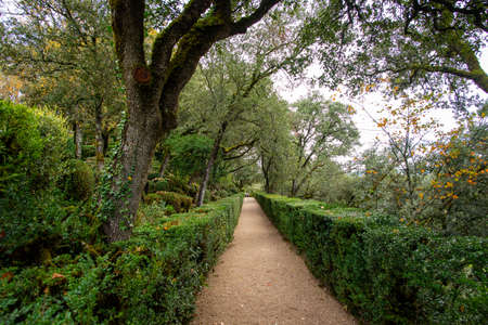 A straight footpath and clipped boxwood hedges set under green oaks in the garden of the Marqueyssac Castle in Perigord, France, taken on a partly overcast autumn afternoonの写真素材