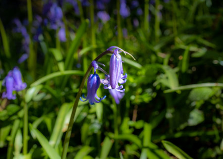 A close-up of a wild purple hyacinthus flower, taken on a sunny spring day in Franceの写真素材