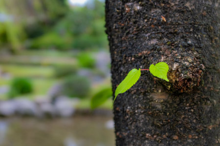 Two leaves growing directly on a tree trunk with a blurred background showing a garden. Taken on an overcast spring day.の写真素材