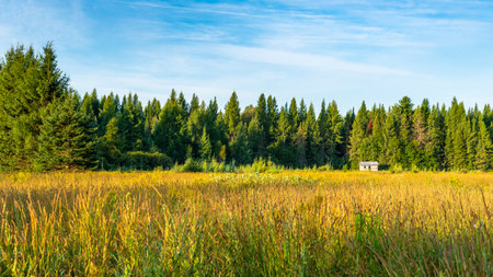 A small barn on the edge of a meadow with the boreal forest in the background, Laurentians, Quebec, Canada. Taken on a sunny summer end of the afternoon with no people.の写真素材