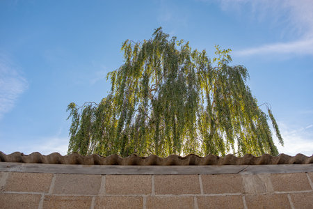 Sun backlit birch tree behind a concrete wall, taken at the end of a sunny summer afternoon with no peopleの写真素材