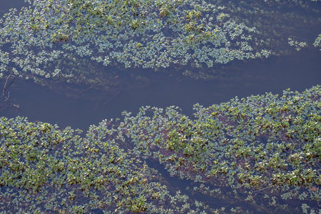 Aquatic plants in a river at sunset with no people and dark waterの写真素材