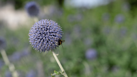 One single flower of Globethistle with a bee, Echinops ritro with blurred green backgroundの写真素材