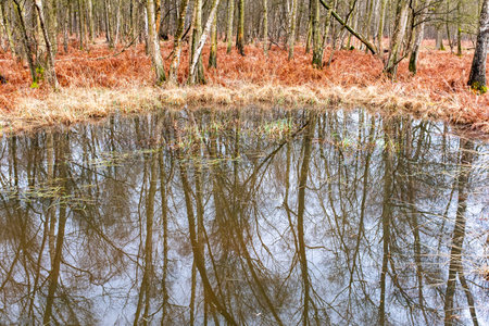 A pond surrounded by dried ferns in a French forest. Taken on a cloudy winter day with no people.の写真素材