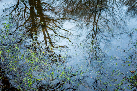 Forest trees with no leafs reflecting in a puddle of water in which grow some aquatic plants. Taken on a cloudy winter day with no people.の写真素材