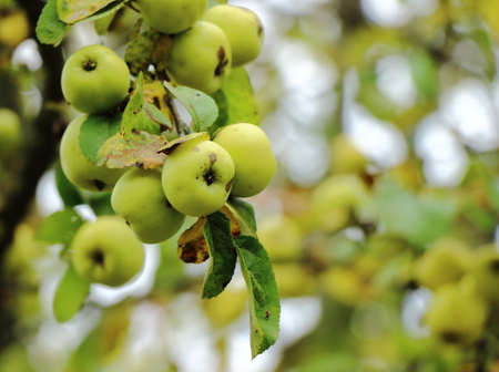 autumn, green apples on a branch on a background of green foliageの写真素材