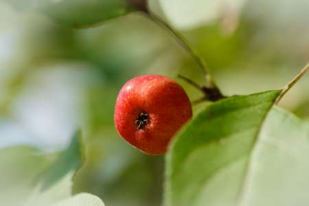 red apples of Paradise, on a branch on the background of red and green foliageの写真素材