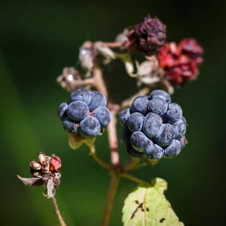 forest wild BlackBerry on a branch in the natural environment close-upの写真素材
