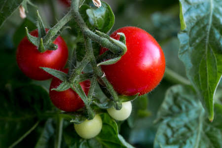 tomatoes, red, ripe, grade, baby, on a branch amid foliageの写真素材