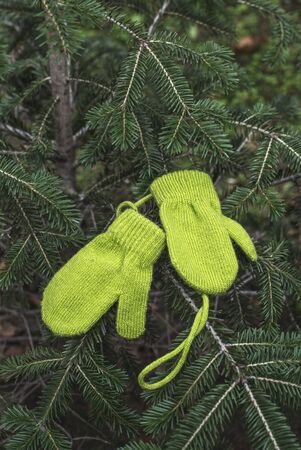 Winter green gloves on fir branchesの写真素材