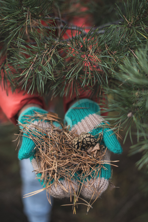 Gloved hands hold pine needles in the forestの写真素材