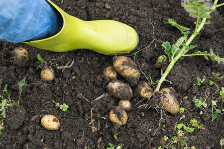Digging of ripe potatoes. Harvest potatoes in home garden.の写真素材