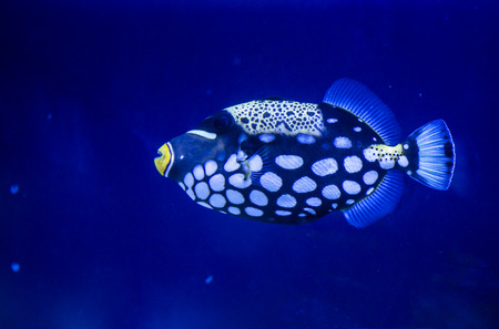 Aquarium Fish. Underwater Stones and sand. Blue Fish and air bubbles on the background. Underwater...