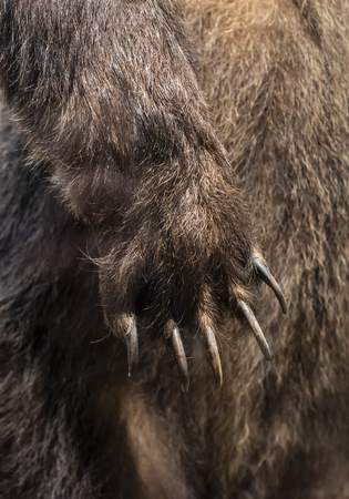 Big Brown Bear paw close-up. Bear nails and fur on background.の写真素材
