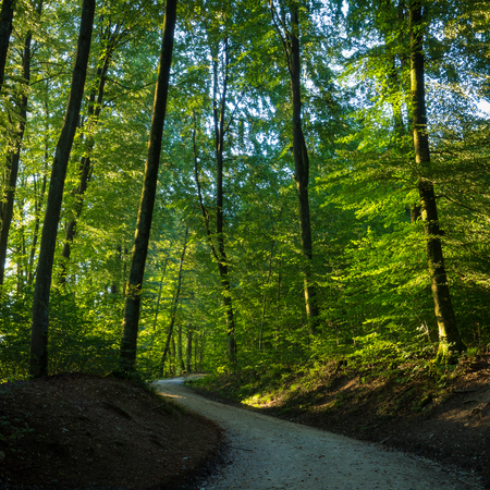 Winding trail through a sunlit forest with leafy green trees in a square format landscape or nature backgroundの写真素材