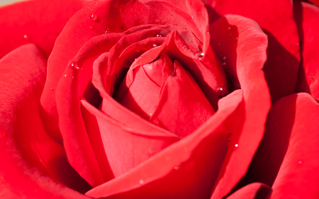 Close up on lush rose flower for nature background or theme about love and passionの写真素材