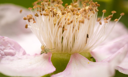 Close up of flower stamen and light pink or purple petals for concept about botany and life scienceの写真素材