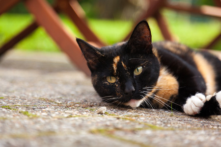 Cute lazy black, brown and white domestic cat looking up from the laying down position on rough concreteの写真素材