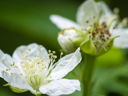 Macro close up on pair of pretty white flowers with long stamen for concept about the fragile and beautiful reality of ecosystemsの写真素材