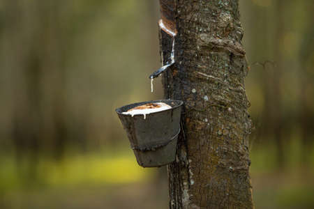 Milky latex extracted from rubber tree (Hevea Brasiliensis). Bowl filled with latex, tapping latex, latex dripping.の写真素材