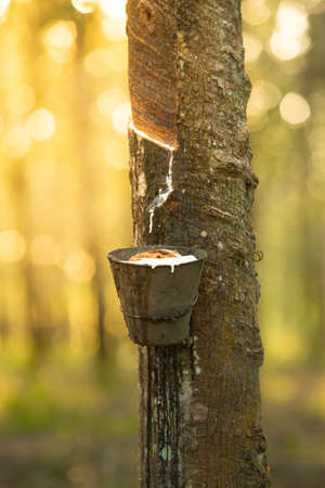 Milky latex extracted from rubber tree (Hevea Brasiliensis). Bowl filled with latex, rubber tapping.の写真素材