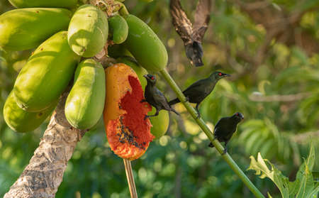 Asian Glossy Starling eating a papaya fruitの写真素材