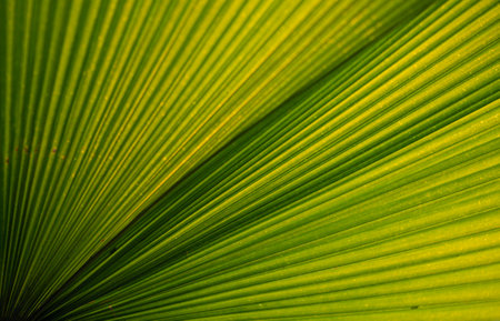 Green palm leaf texture for wallpaper and background. Abstract background. Texture background. Macro photography. Close upの写真素材