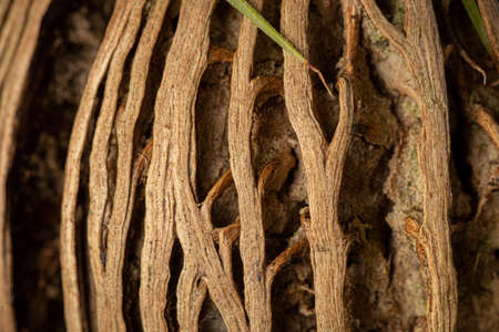 Plant roots texture for background and wallpaper. Abstract background. Texture background. Macro photography. Close upの写真素材