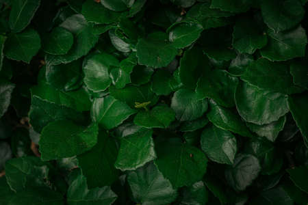 Green leaves texture for wallpaper and background. Abstract background. Texture background. Macro photography. Close upの写真素材