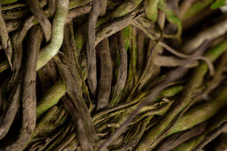 Plant roots texture for background and wallpaper. Abstract background. Texture background. Macro photography. Close upの写真素材