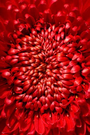 Close up bright red chrysanthemum flower for backgrounds and wallpaper. Texture background. Macro photography.の写真素材