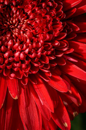 Close up bright red chrysanthemum flower for backgrounds and wallpaper. Texture background. Macro photography.の写真素材