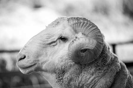 Closeup shot of Whitefaced Woodland sheep head in a farm. Malaysia livestock.の写真素材