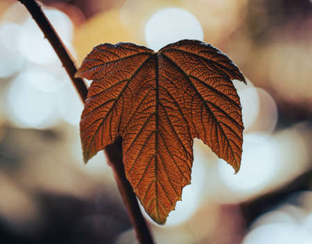 Autumn leaf vein textures for backgrounds and wallpaper. Texture background. Macro photography. Close upの写真素材