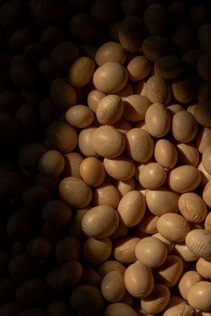 Closeup shot of Soy beans seeds grain with sunlight. Soybeans. Soya. Healthy Produce. Vegan.の写真素材