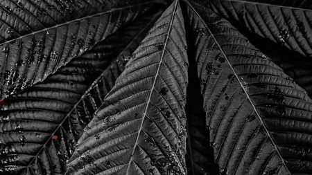 Raindrops Droplets on Leaf Background. Nature Background. Macro Photography. Closeupの写真素材