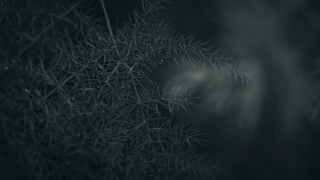 Asparagus Fern Leaf Background. Nature Background. Macro Photography. Closeupの写真素材