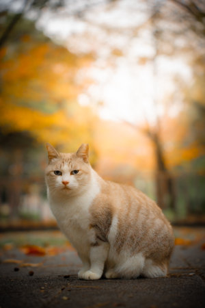 Grumpy Orange Cat Looking at the Camera in the Park. Autumn Season. Ginger Catの写真素材