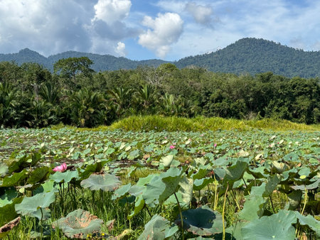 View of Lotus Field at Lake Raban, Perak, Malaysia. Malaysia Tourismの写真素材