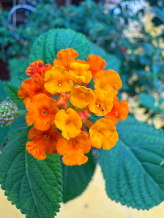 Orange color West Indian Lantana Flower or Bunga tahi ayam. Nature Background. Macro Photography. Closeupの写真素材