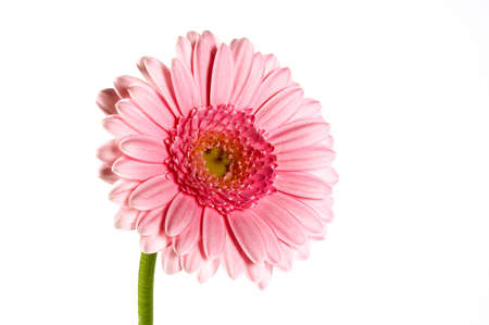pink gerbera isolated one a white backgroundの写真素材