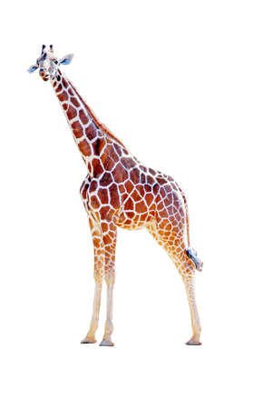 Giraffe isolated on white の写真素材