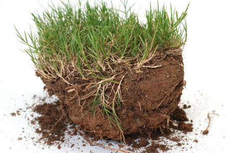 Plug of grass and dirt isolated on white background.の写真素材