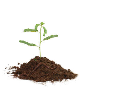 Seedling in soil with worm isolated on white background.