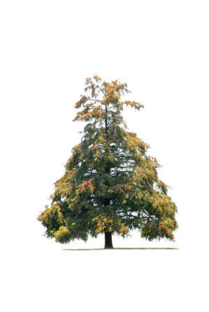 Colorful tree isolated on white backgroundの写真素材